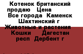 Котенок британский продаю › Цена ­ 3 000 - Все города, Каменск-Шахтинский г. Животные и растения » Кошки   . Дагестан респ.,Дербент г.